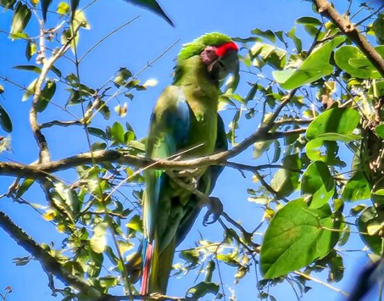 Detectan nuevas parvadas de guacamayas verdes en Chapulhuacán