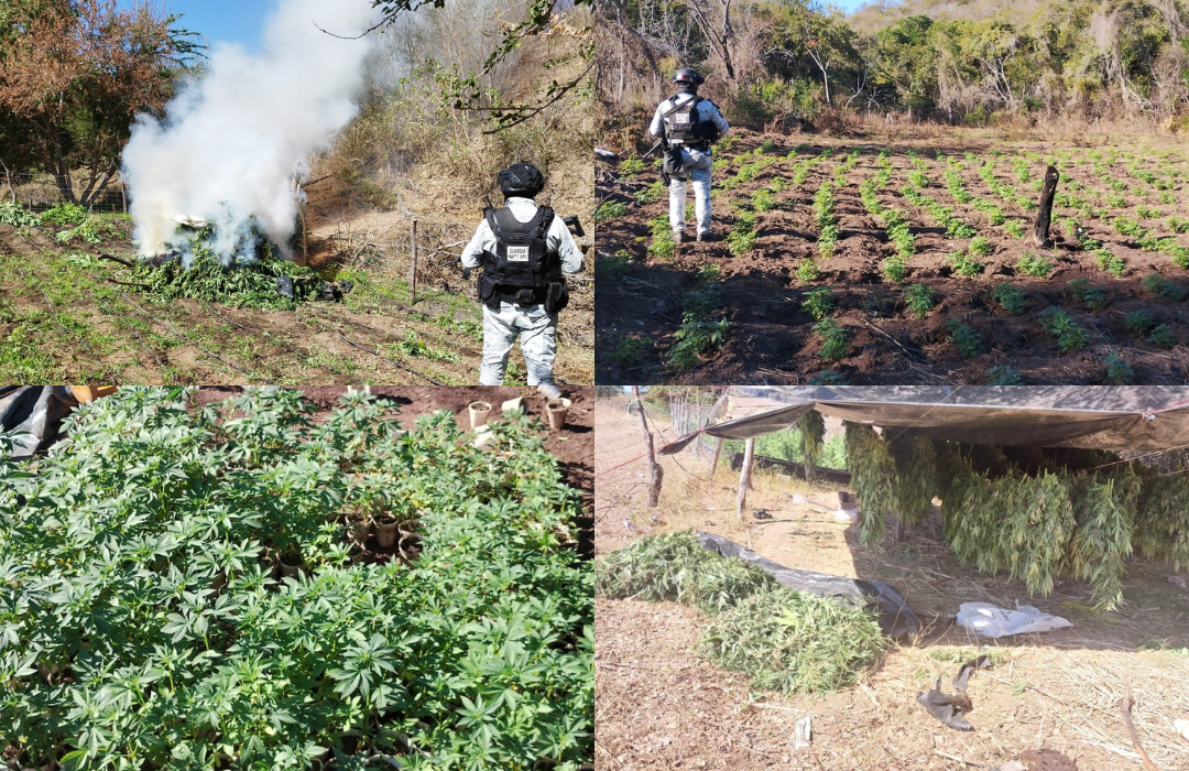 GN y Ejército Mexicano destruyen 7 plantíos de aparente marihuana