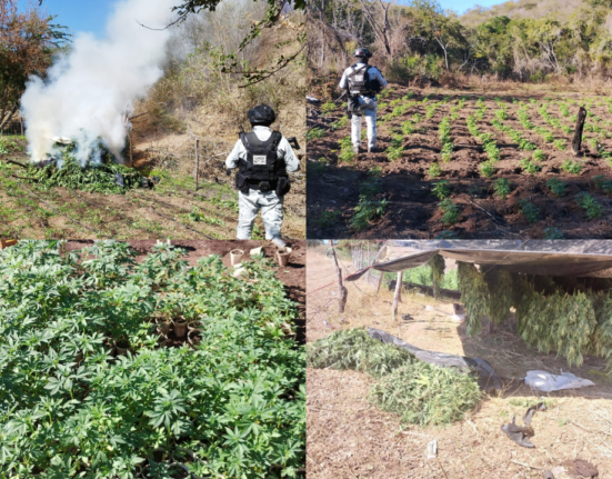 GN y Ejército Mexicano destruyen 7 plantíos de aparente marihuana