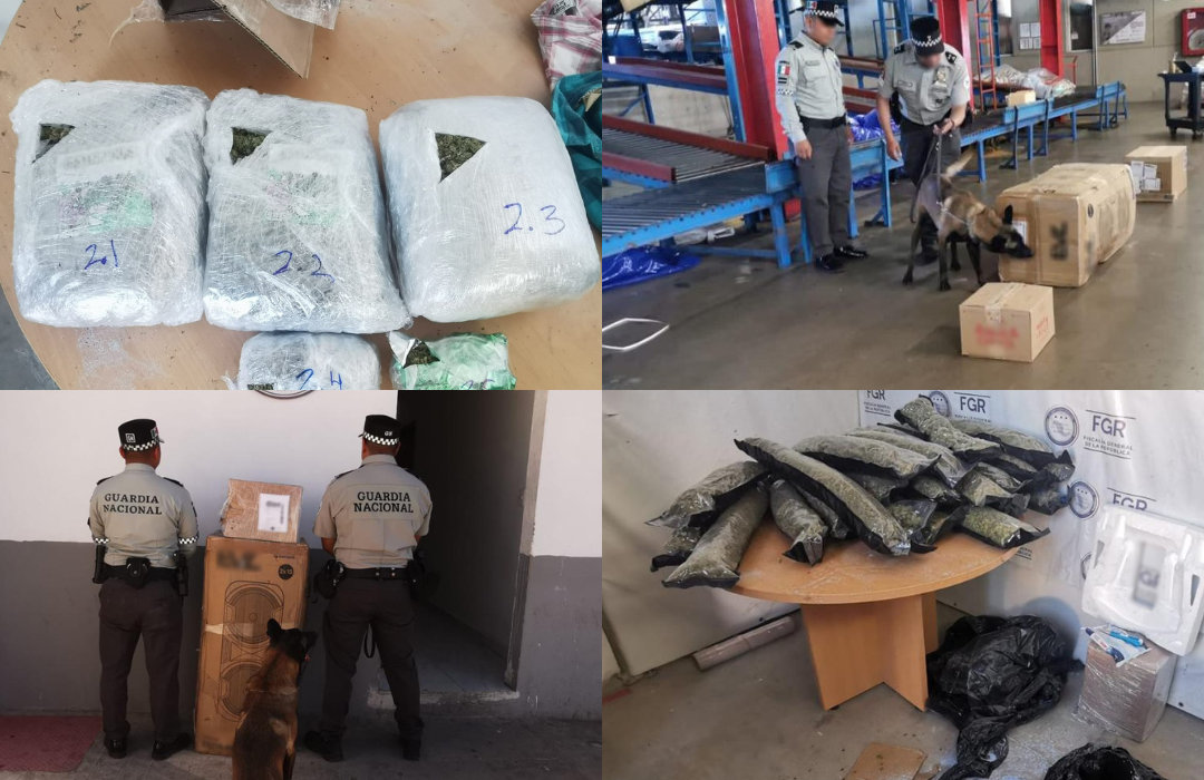 GN asegura 31 kilos de aparente marihuana que pretendía ser enviada a Tamaulipas y Michoacán