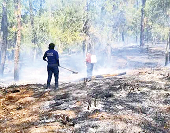 Se registran los primeros incendios forestales del 2024