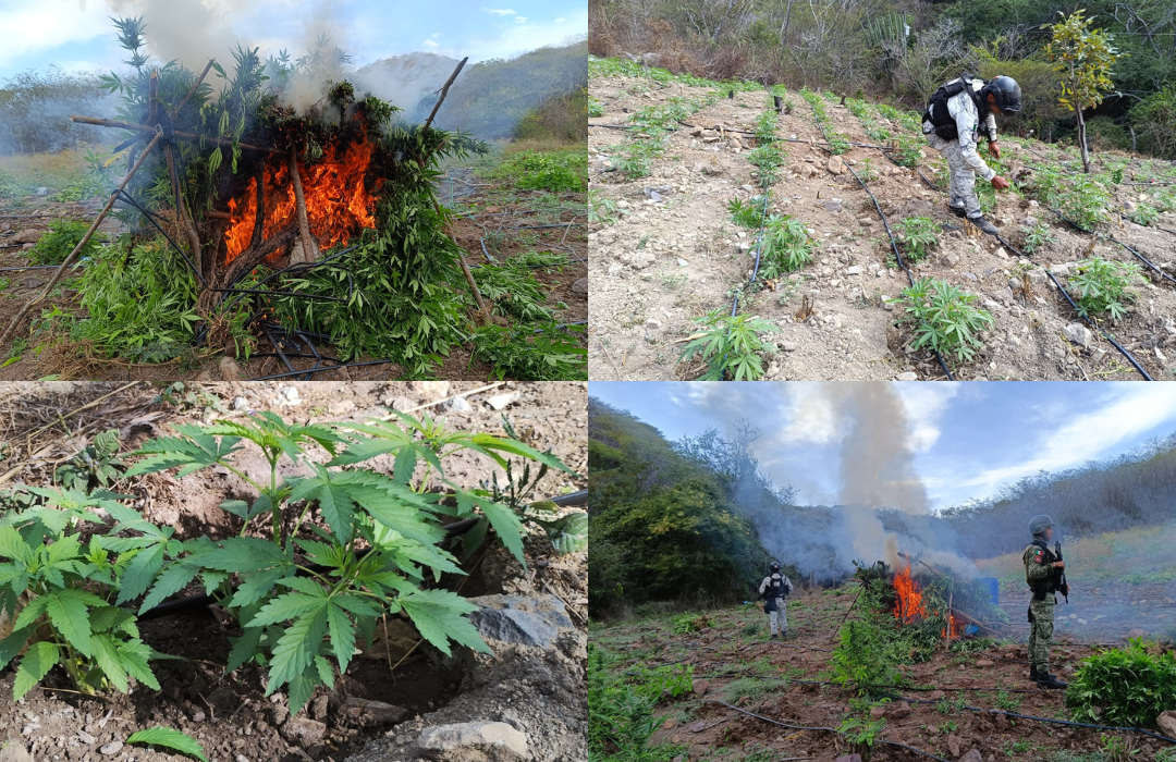 Localizan y destruyen aproximadamente 21,900 plantas de aparente marihuana