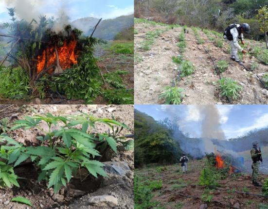 Localizan y destruyen aproximadamente 21,900 plantas de aparente marihuana