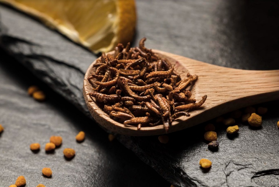 Registro de cocción de insectos para preservar recetas y fomentar la creatividad culinaria