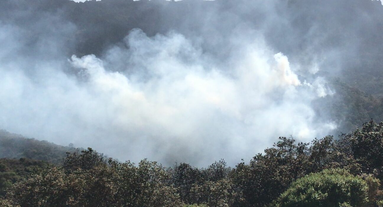 Controlan incendio forestal en Mineral del Chico