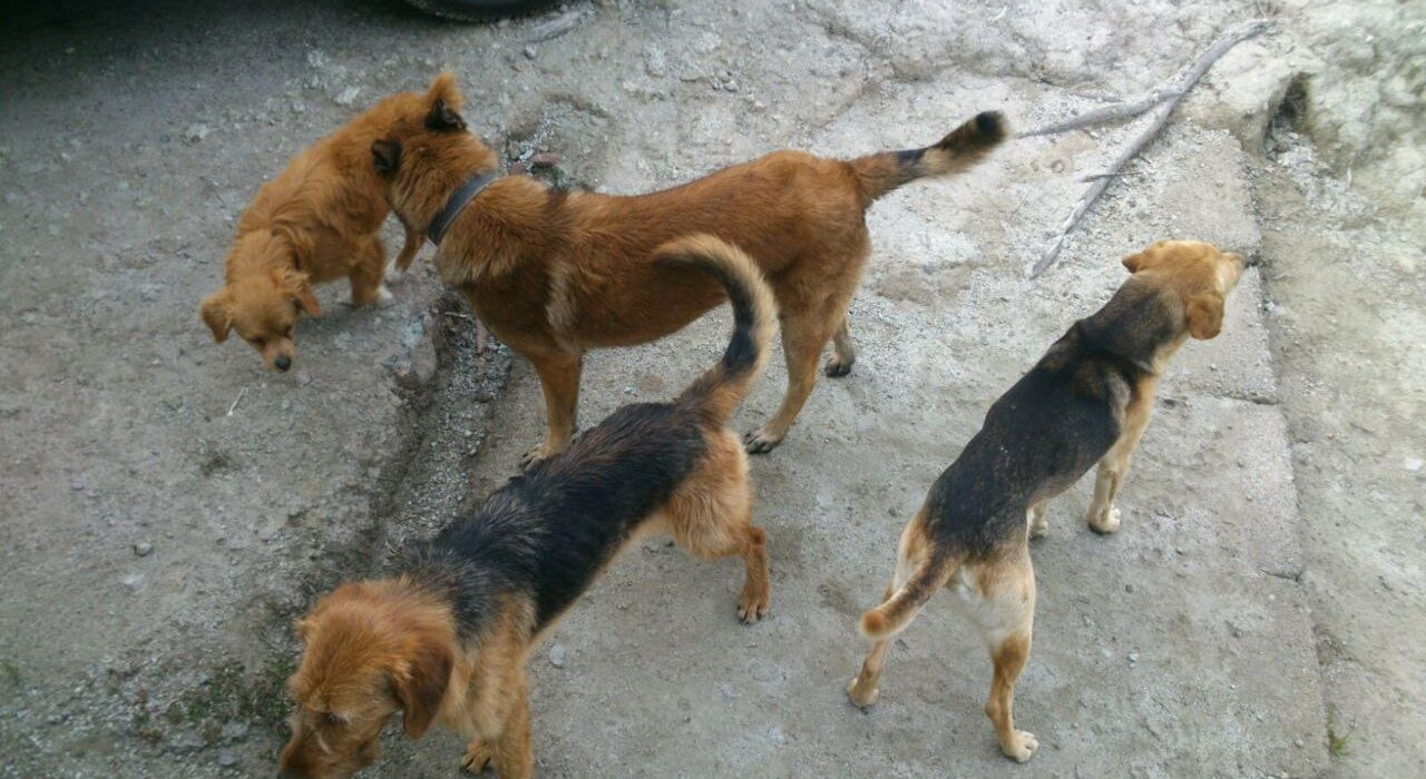 Autoridades de Tulancingo recogen 250 perros callejeros