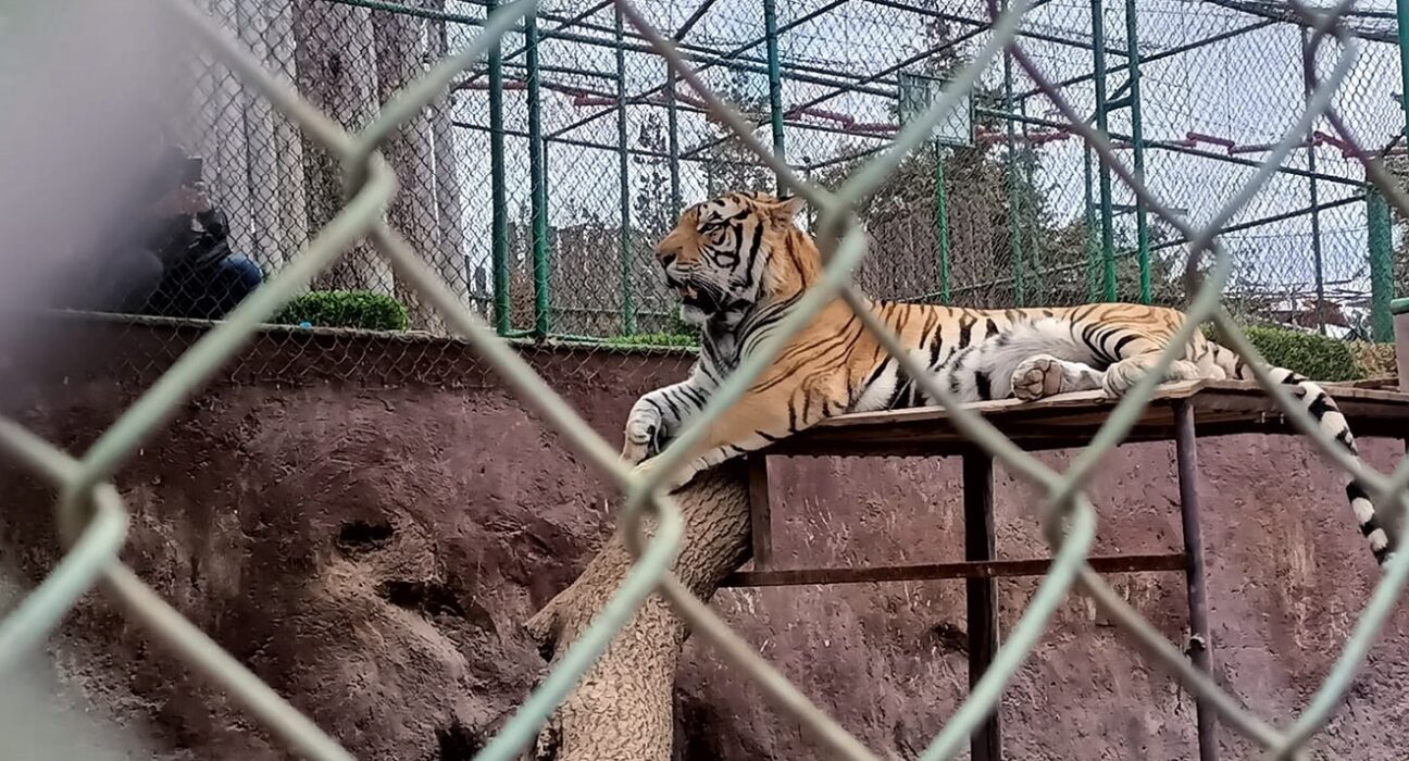 Zoológico de Tulancingo contará con servicio en Semana Santa.