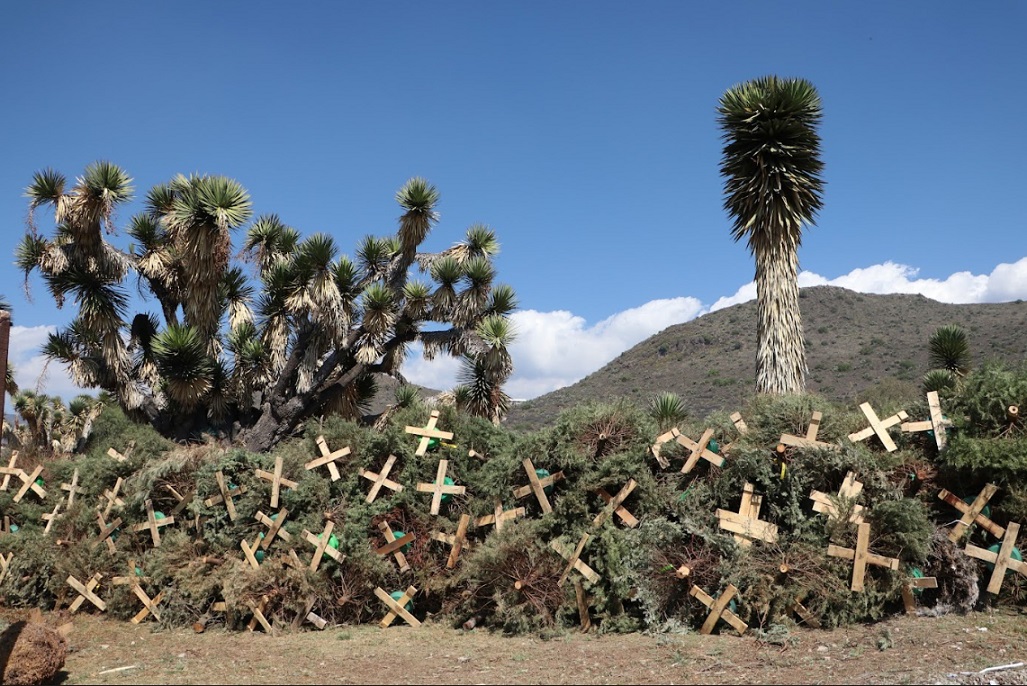 Convertirá Semarnath 300 árboles navideños en composta 