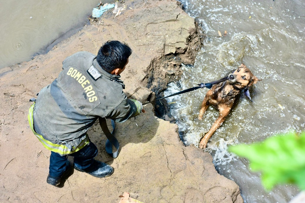 Rescatan a canino atrapado en el Río Tula