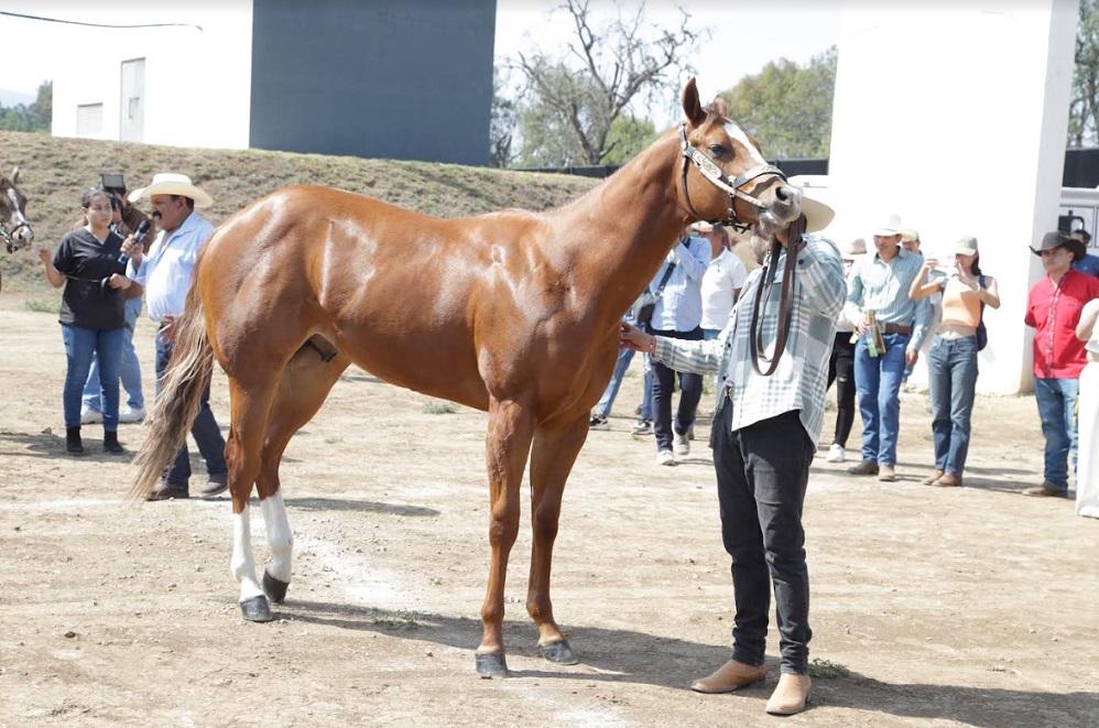 Terapia Asistida por Animales, buena opción para tratamientos psicológicos: experta Garza